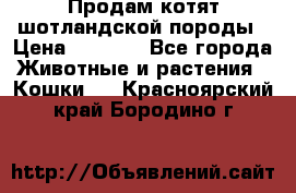 Продам котят шотландской породы › Цена ­ 2 000 - Все города Животные и растения » Кошки   . Красноярский край,Бородино г.